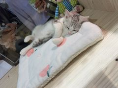 -屋虎猫馆(宝安大仟里店)