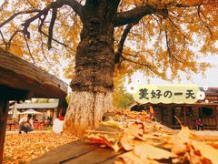 -千年银杏谷文化旅游区