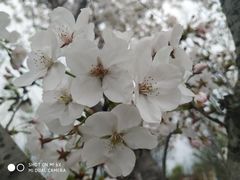 -天王浮山樱花园