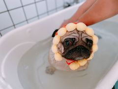 -BABYDOG宝贝狗宠物乐园(欧洲城店)
