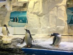 -华夏文旅海洋公园