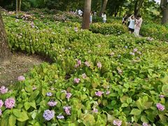 -上海共青森林公园