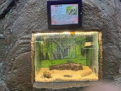 -上海大自然野生昆虫馆(东方明珠·爬宠昆虫探索中心)