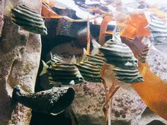 -悉尼海洋生物水族馆