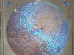 -上海昆虫博物馆