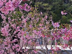 -狐尾山公园
