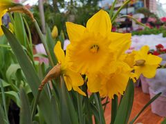 -三圣花乡旅游区