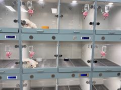 -萌宠之家·腊肠犬·马尔泰·小体犬舍