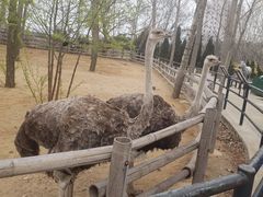 -大连森林动物园