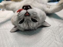 -爱诺耐芙动物医院(万博店)