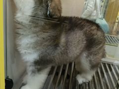 -观音桥步行街