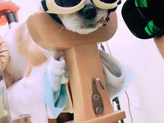-美联众合动物医院·24h转诊中心