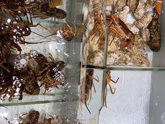 -万龙洲海鲜(大兴绿地缤纷城店)