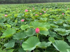 -荷塘月色湿地公园·向阳花洲