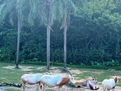 -广州长隆野生动物世界