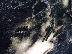 -火炉山森林公园