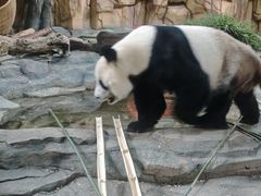 -泉州海丝野生动物世界