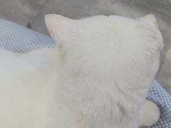 -楼上猫咖(罗湖店)