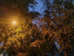 -三里屯东五街银杏大道