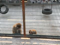 -宿豫区运河湾森林动物园