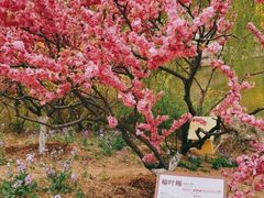 -北京西山国家森林公园