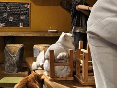 -猫猫幼稚园·撸猫·桌游·电玩