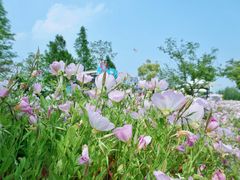 -同里国家湿地公园