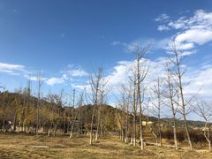 -千年银杏谷文化旅游区