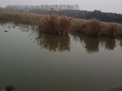 -微山湖红荷湿地景区