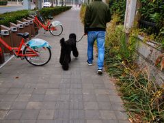 -翊宠yipet猫狗购宠庄园犬舍•猫舍