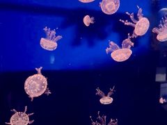 -西安曲江海洋极地公园