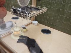 -帕帕拉兹宠物(亚洲旗舰店)