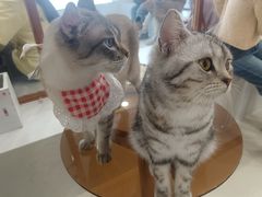 -共舞时光猫咖·狗咖(新街口店)