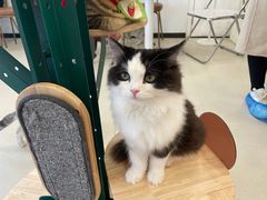 -共舞时光猫咖·狗咖(新街口店)