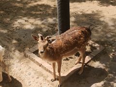 -石家庄市动物园