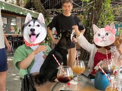 -柴犬高等学院·狗咖·柴犬售卖·宠物训练