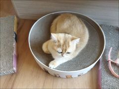 -山宅一喵德文卷毛猫舍