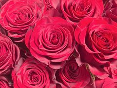 -循礼门鲜花花市(武汉循礼门店)