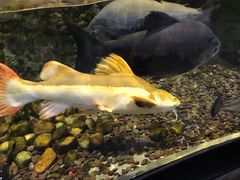 -迪拜水族馆及水下动物园