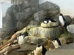 -大阪海游馆