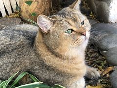 -喵屿·大理花园猫咖