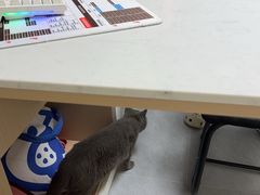 -瑞派动物医院·猫专科·至诚(江南中分院)