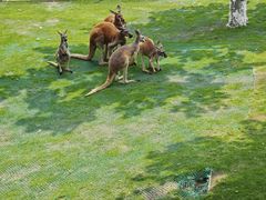 -西霞口神雕山野生动物世界