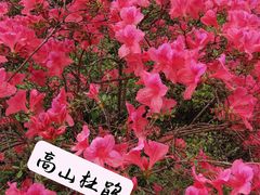 -南京古林公园