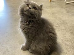 -团子家猫咪猫咖馆·柯基·柯尔鸭