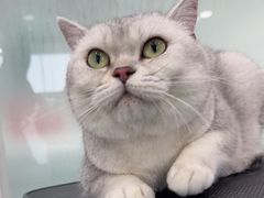 -爱洗澡的猫(望京店)