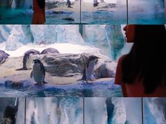 -帝企鹅自助餐厅•儿童岛•真企鹅(长隆企鹅酒店)