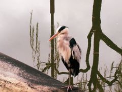 -城崎温泉 外七汤