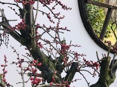 -香雪海