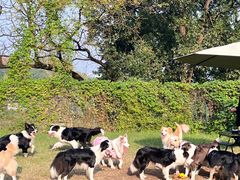 -趣多多宠物公园·宠物训犬学校·宠物寄养